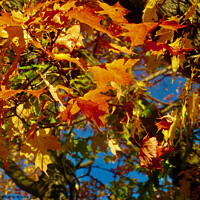 Buy canvas prints of Autumn Leaves by Stephanie Moore