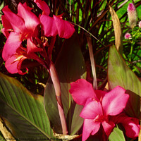 Buy canvas prints of Pink Calla Lilies by Stephanie Moore