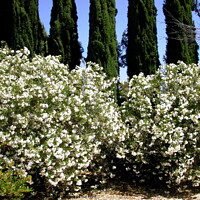 Buy canvas prints of White oleanders by Stephanie Moore