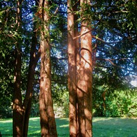 Buy canvas prints of Sunlit Cedars by Stephanie Moore