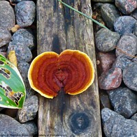 Buy canvas prints of Colourful fungus by Stephanie Moore