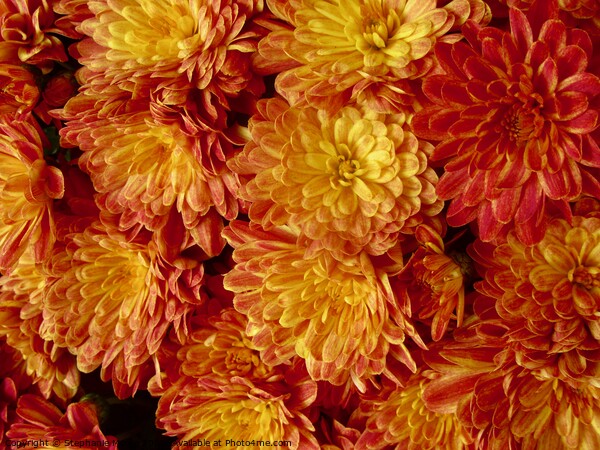 Orange Chrysanthemums Picture Board by Stephanie Moore