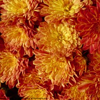 Buy canvas prints of Orange Chrysanthemums by Stephanie Moore