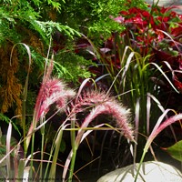 Buy canvas prints of Grasses by Stephanie Moore