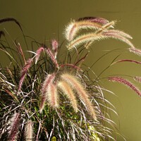Buy canvas prints of Colourful grass by Stephanie Moore