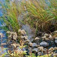 Buy canvas prints of Plants rocks river by Stephanie Moore