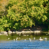 Buy canvas prints of Shady bank of the Rideau River by Stephanie Moore