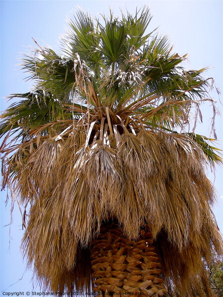 Palm tree Picture Board by Stephanie Moore