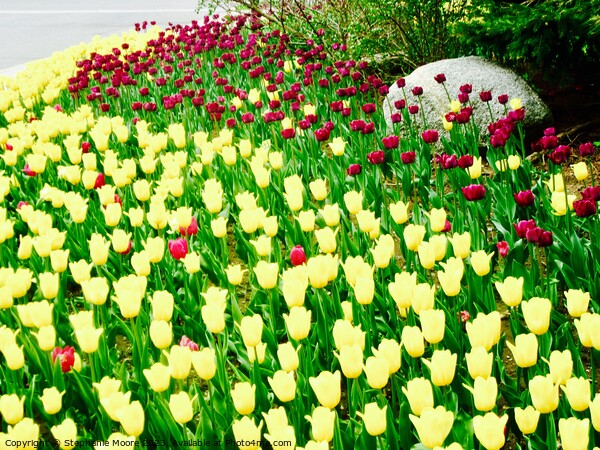 Tulips Picture Board by Stephanie Moore
