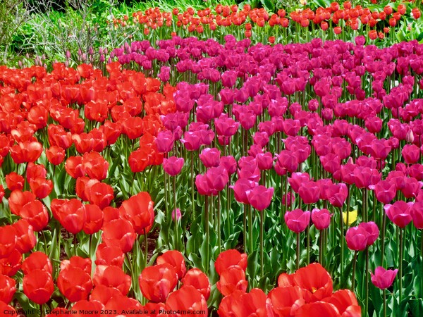 Red and purple tulips Picture Board by Stephanie Moore