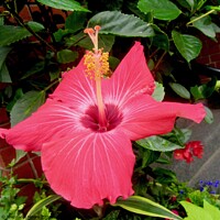 Buy canvas prints of pink hibiscus by Stephanie Moore