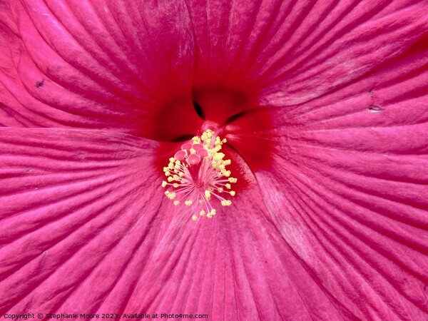 hibiscus closeup Picture Board by Stephanie Moore