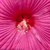 Buy canvas prints of hibiscus closeup by Stephanie Moore