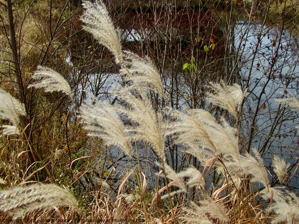 Pampas Grass Picture Board by Stephanie Moore