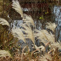 Buy canvas prints of Pampas Grass by Stephanie Moore