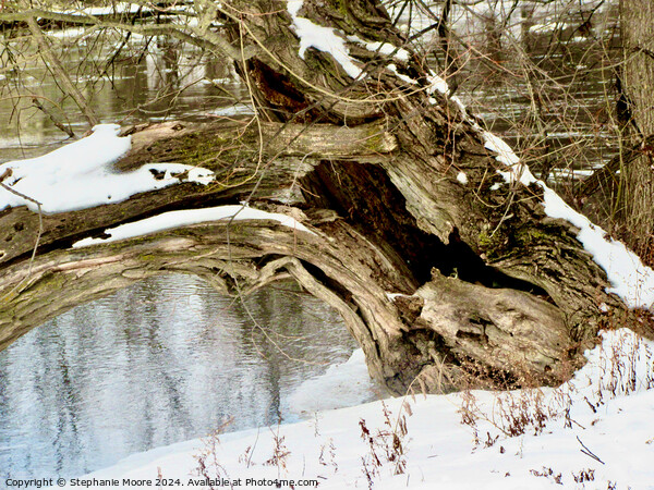 Fallen Tree Picture Board by Stephanie Moore
