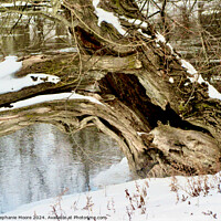 Buy canvas prints of Fallen Tree by Stephanie Moore