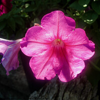Buy canvas prints of Sunlit pink flower by Stephanie Moore