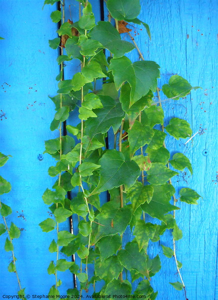 Plant leaves Picture Board by Stephanie Moore