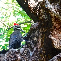 Buy canvas prints of Large red headed woodpecker by Stephanie Moore