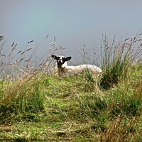 Buy canvas prints of Wet Sheep by Stephanie Moore