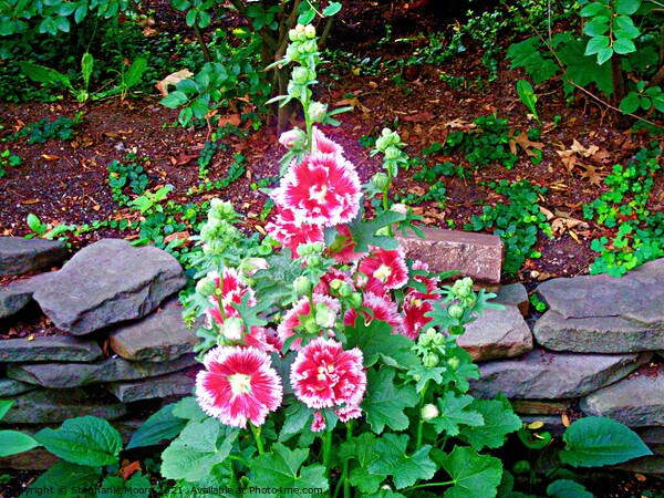 Pink Hollyhocks Picture Board by Stephanie Moore