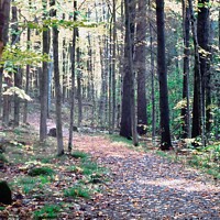 Buy canvas prints of A walk in the Woods by Stephanie Moore