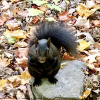 Buy canvas prints of Squirrel on a rock by Stephanie Moore