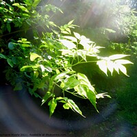 Buy canvas prints of Light in the Forest by Stephanie Moore