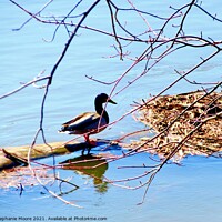 Buy canvas prints of Duck on a log by Stephanie Moore