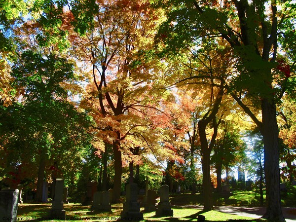 Fall in Beechwood Cemetery Picture Board by Stephanie Moore