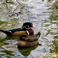 Buy canvas prints of Two Ducks by Stephanie Moore