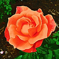 Buy canvas prints of Orange Rose by Stephanie Moore