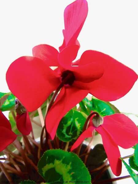 Red Cyclamen Picture Board by Stephanie Moore