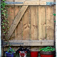 Buy canvas prints of Wooden gate with plants by Stephanie Moore