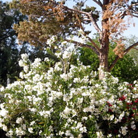 Buy canvas prints of White Oleanders by Stephanie Moore