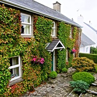 Buy canvas prints of Ivy Covered House #2 by Stephanie Moore