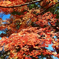 Buy canvas prints of Orange Maple Leaves by Stephanie Moore