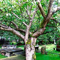 Buy canvas prints of Ancient Churchyard by Stephanie Moore