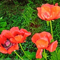 Buy canvas prints of Red Poppies by Stephanie Moore