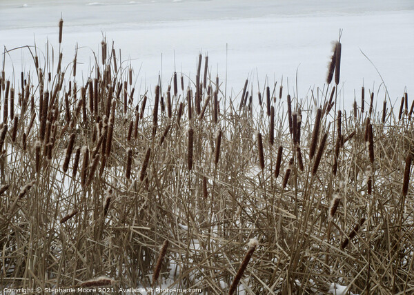 Bullrushes in the snow Picture Board by Stephanie Moore