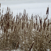 Buy canvas prints of Bullrushes in the snow by Stephanie Moore