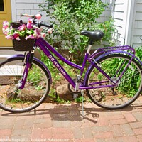 Buy canvas prints of Purple Bicycle by Stephanie Moore