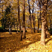 Buy canvas prints of Golden Fall by Stephanie Moore