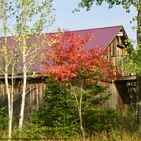 Buy canvas prints of Another view of the Purple barn by Stephanie Moore