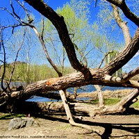Buy canvas prints of Dead Tree by Stephanie Moore