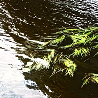Buy canvas prints of Weeds in the river by Stephanie Moore