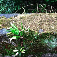 Buy canvas prints of Plants growing on a bridge  by Stephanie Moore
