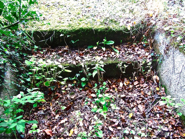 Overgrown steps Picture Board by Stephanie Moore