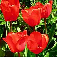 Buy canvas prints of Red Tulips by Stephanie Moore